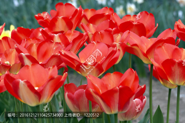 郁金香