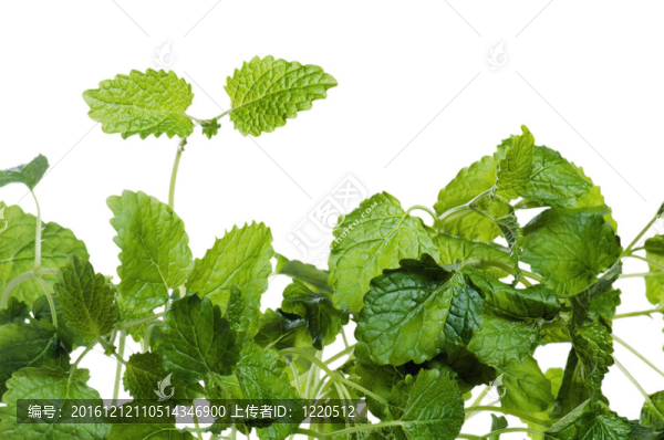 白色新鮮綠薄荷