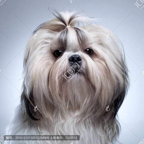 西施犬