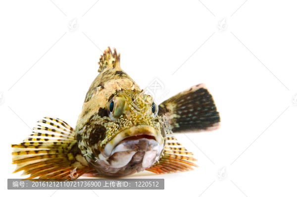 蝎子魚