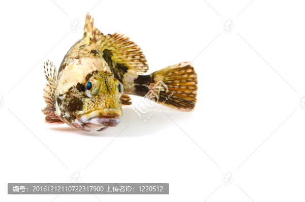 蝎子魚