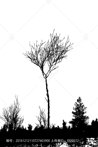 白色背景上的樹剪影；