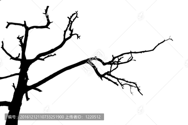 白色背景上的樹剪影；