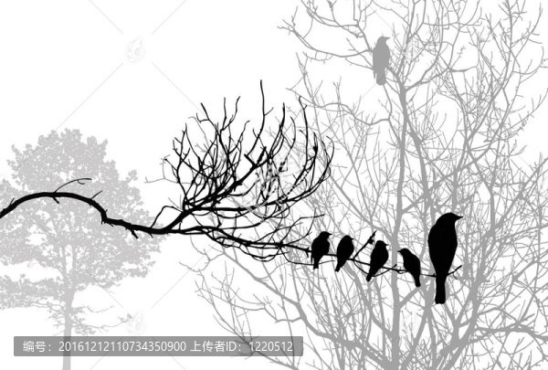 樹枝上的鳥剪影；