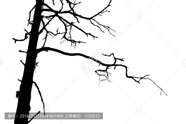 白色背景上的樹剪影；
