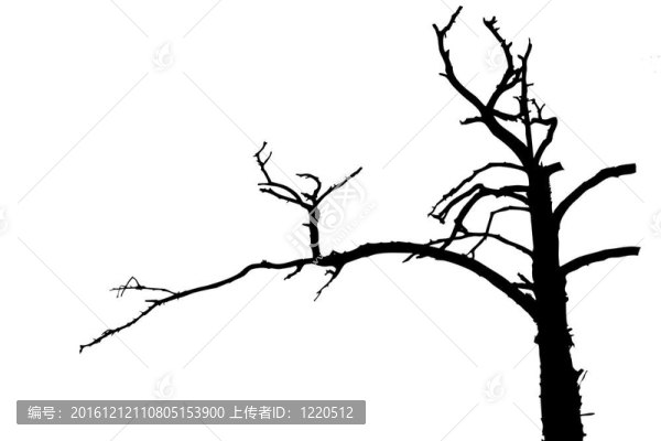 白色背景上的樹剪影；