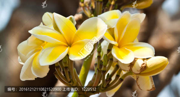 雞蛋花，雞蛋花；
