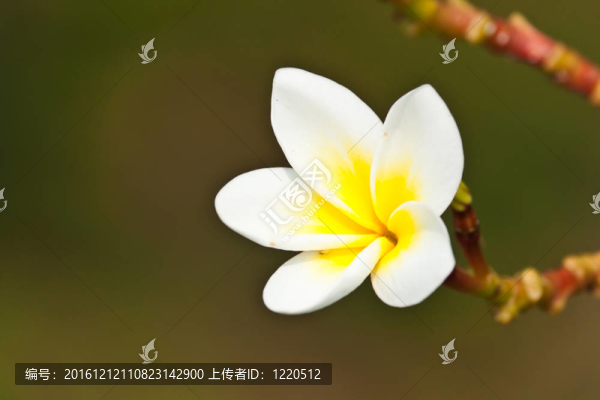 雞蛋花，雞蛋花；