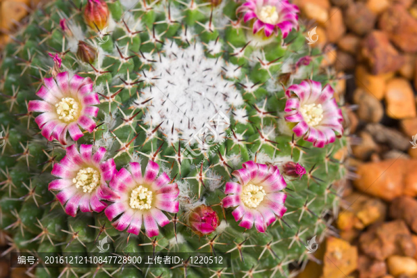 花園里的仙人掌花