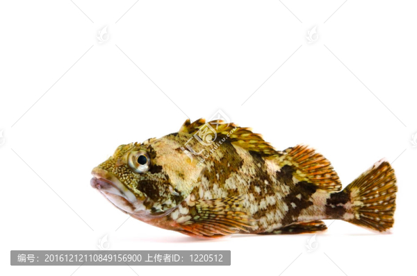 蝎子魚