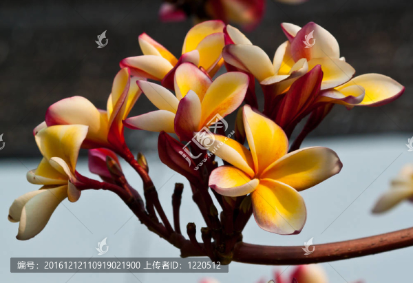 雞蛋花，雞蛋花；