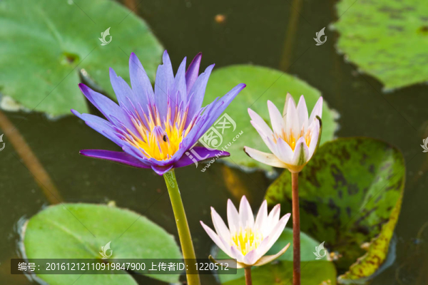 河上的蓮花