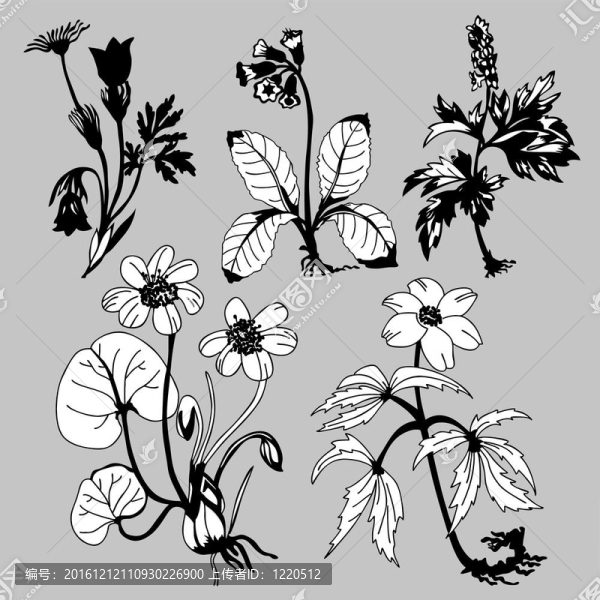 在灰色的背景場flowerses；圖