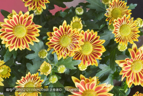 勛章菊