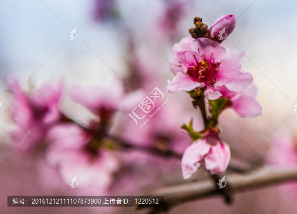 櫻花綻放