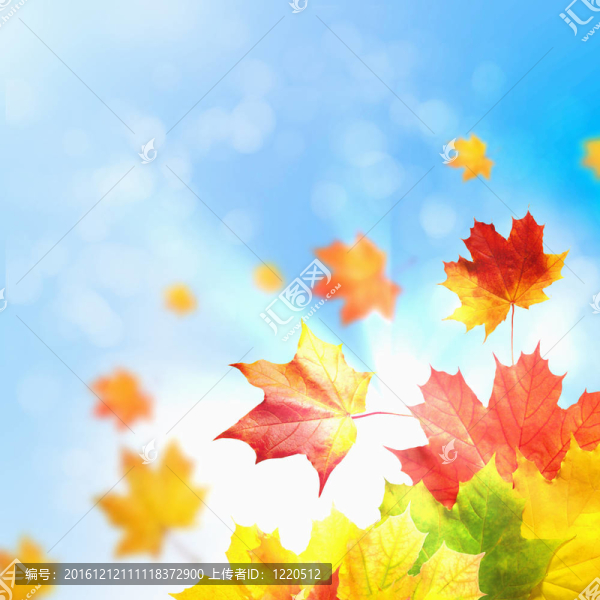 紅黃樹葉