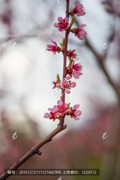 櫻花綻放