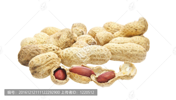 猴子堅(jiān)果（花生）超過白色