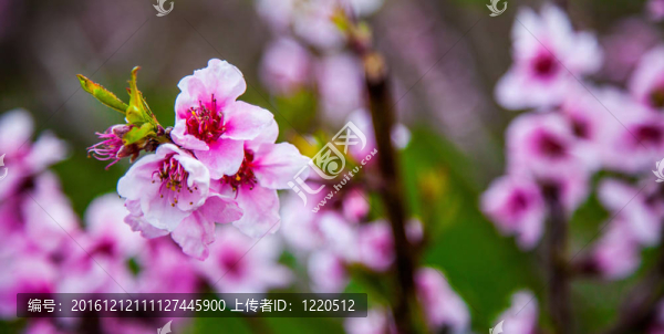 櫻花綻放