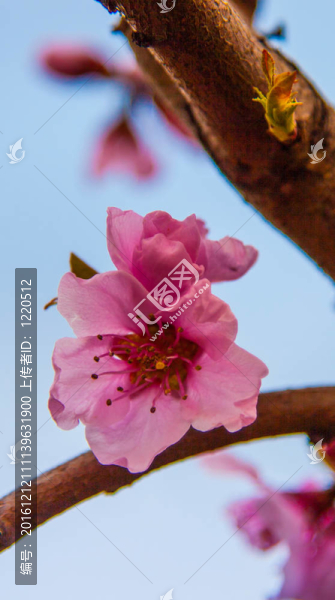 櫻花綻放
