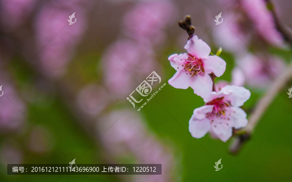櫻花綻放