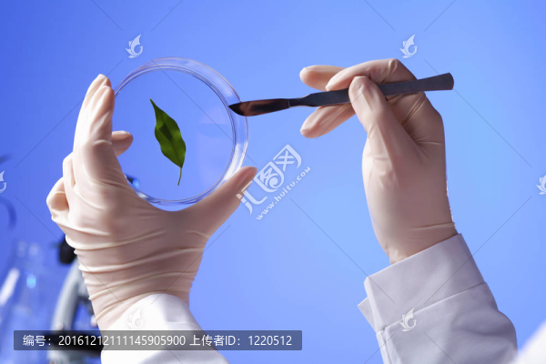在綠色植物生物學(xué)實(shí)驗(yàn)室