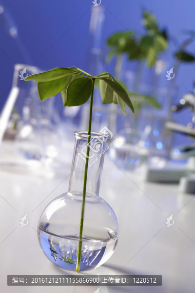 在綠色植物生物學(xué)實(shí)驗(yàn)室