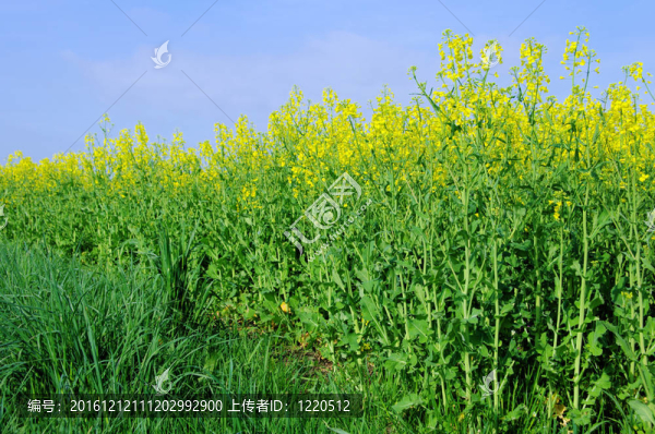 Rapeseed,49