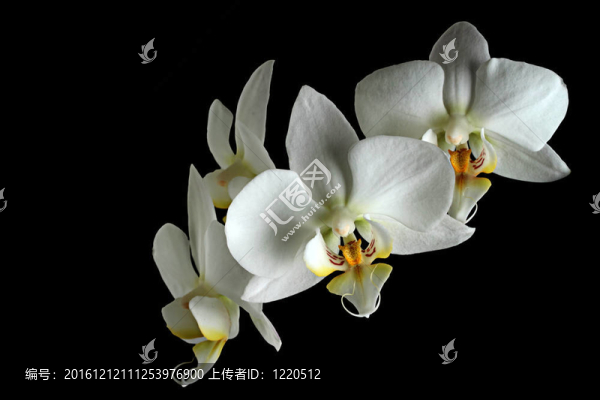 白蘭花。