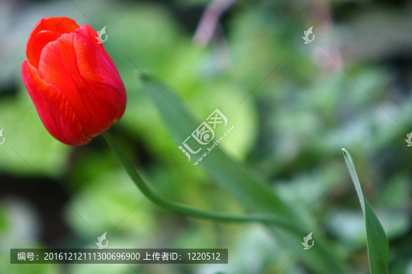 紅色的郁金香