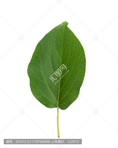 杏干在白色背景上的葉子