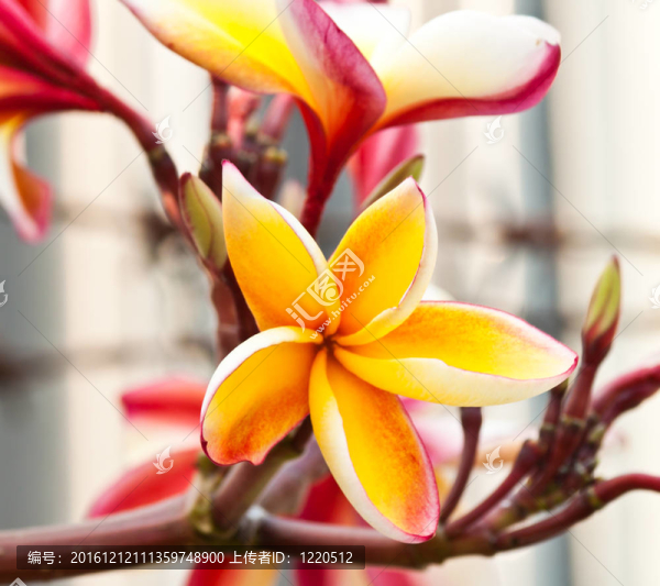 雞蛋花，雞蛋花；