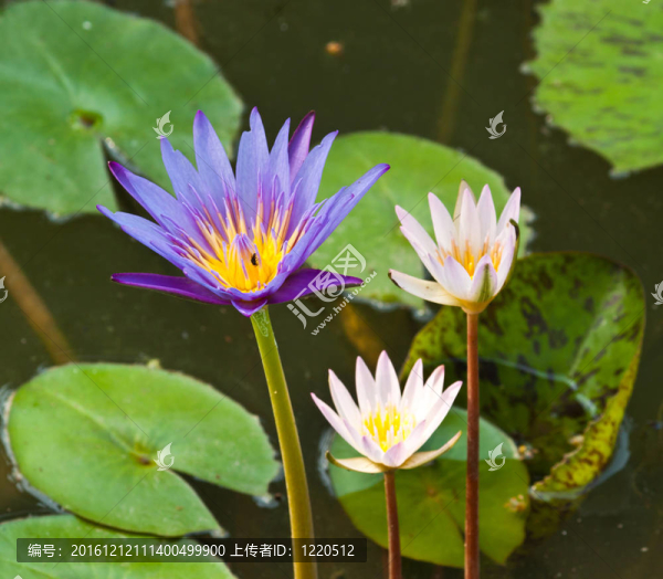 河上的蓮花
