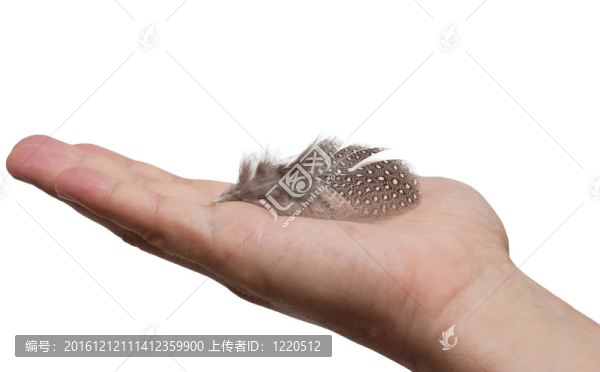 羽毛在手