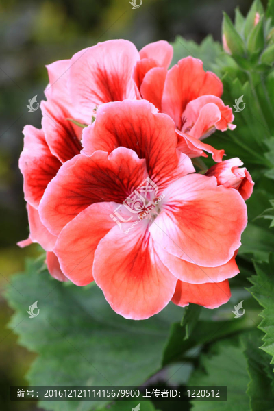 gerania