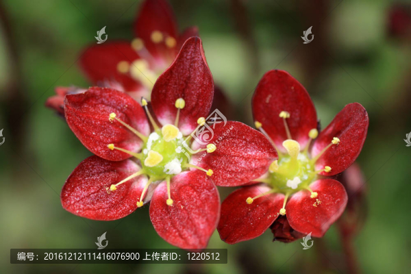 虎耳草