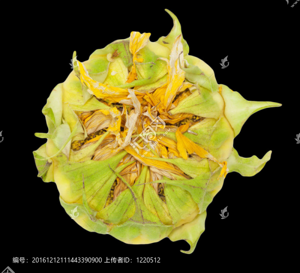 黑色背景向日葵