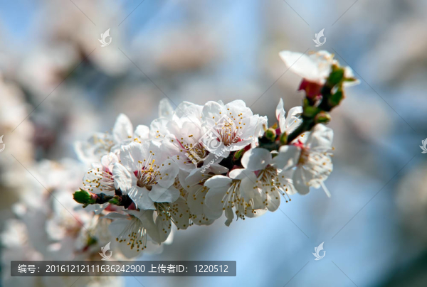 杏花樹(shù)對(duì)著藍(lán)天