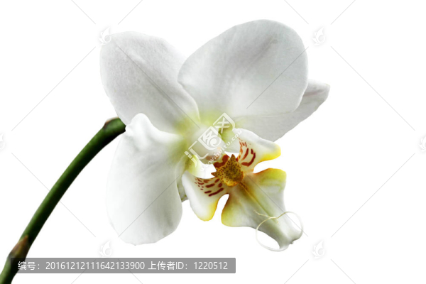 蘭花的枝。