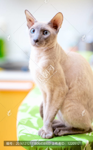無毛貓