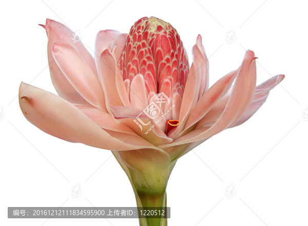 火炬姜粉（Etlingera,elatio