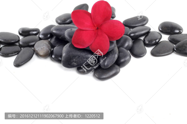禪石紅雞蛋花和文本空間