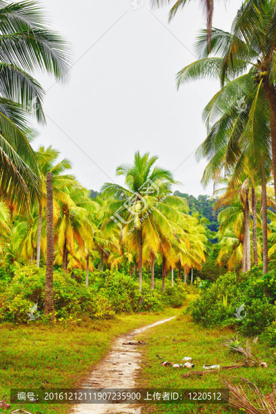 在Jungle的路上