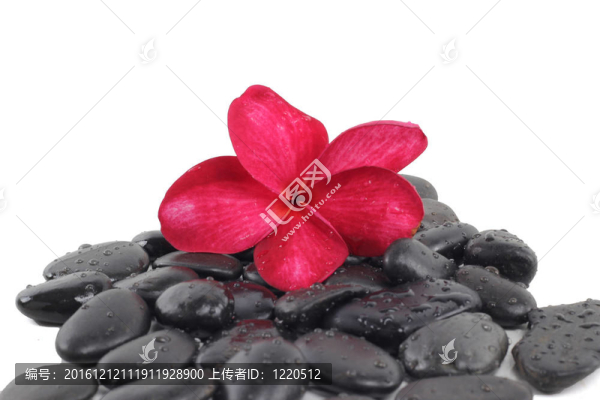 禪石紅雞蛋花的白