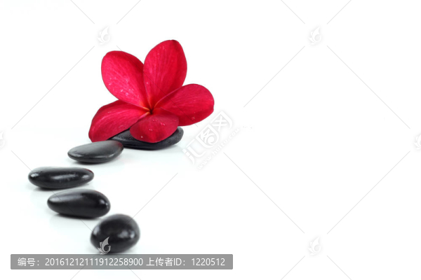禪石紅雞蛋花和白文本空間