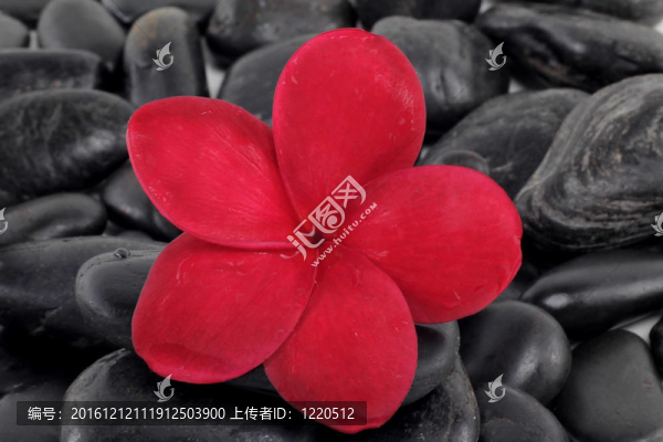 禪石紅雞蛋花