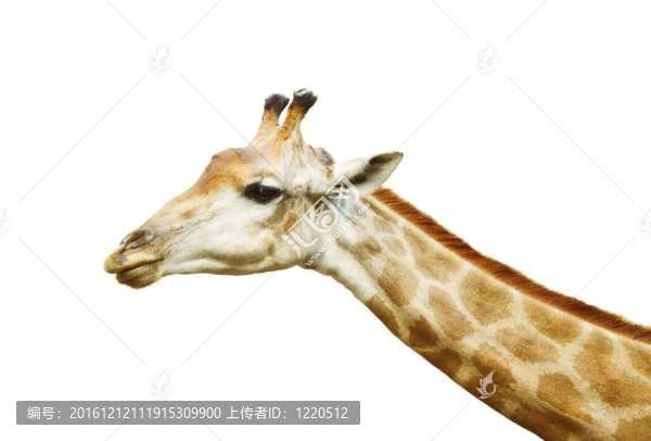 長頸鹿的頭