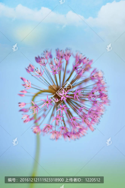 韭花