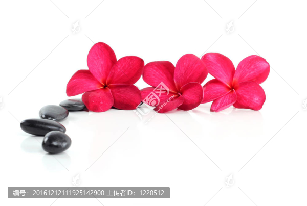 禪石紅雞蛋花和白文本空間
