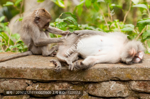 長尾獼猴